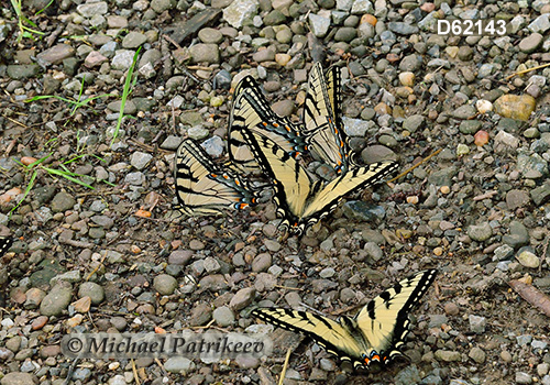 Eastern Tiger Swallowtail (Papilio glaucus)
